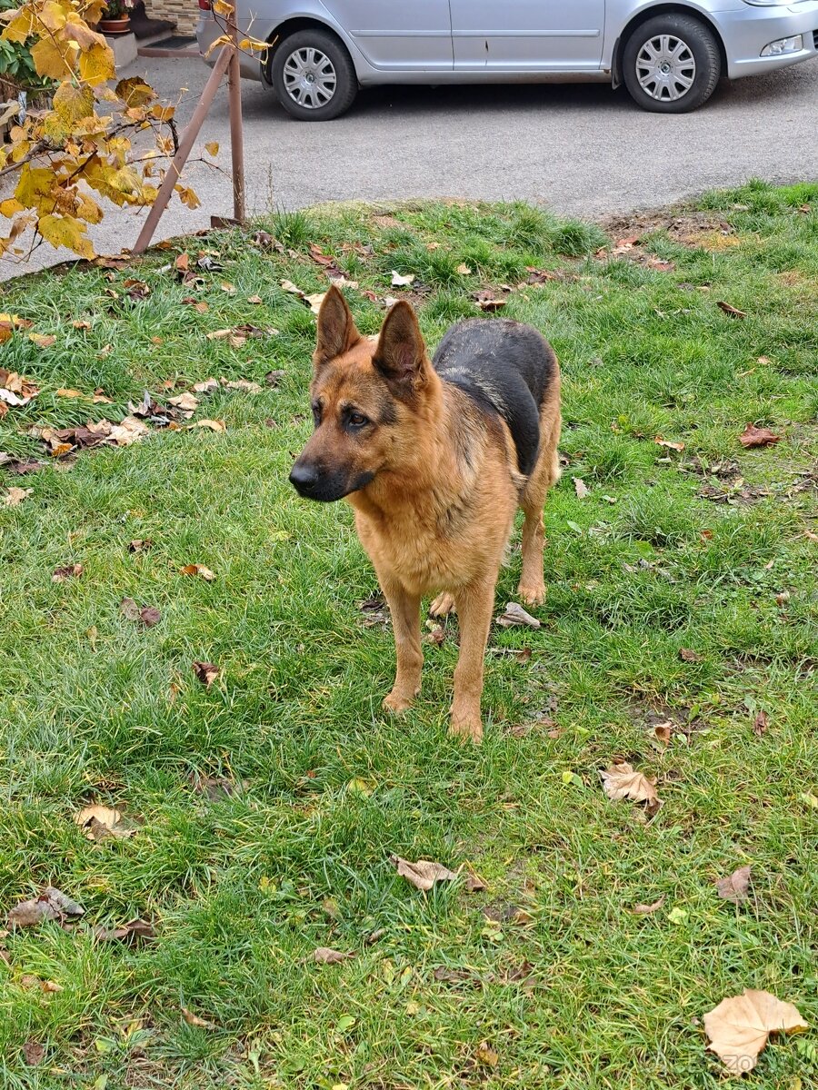 Predám šteňatá nemevký ovčiak - 3