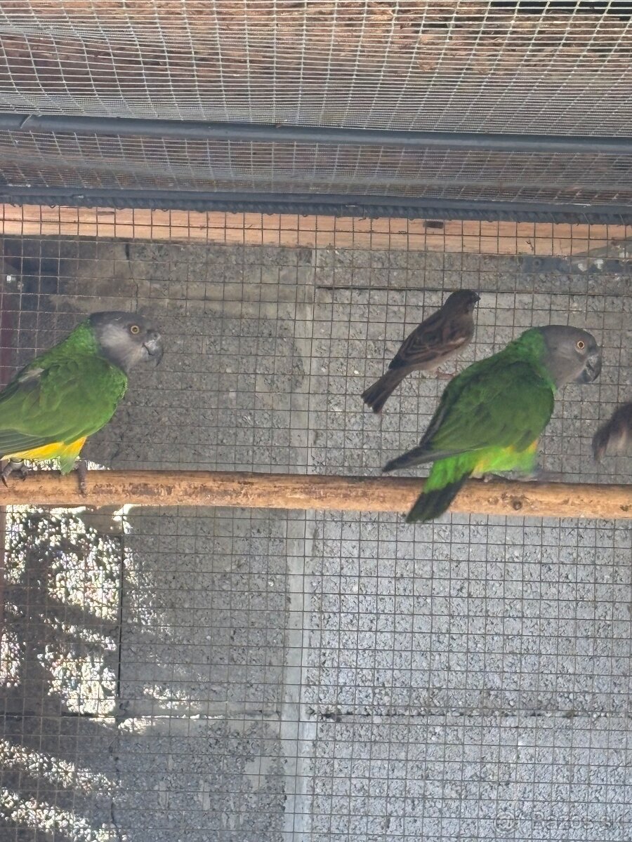 Senegalsky papagaj - 3