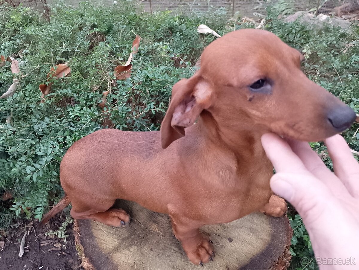 Jazvečík trpazliči - 3