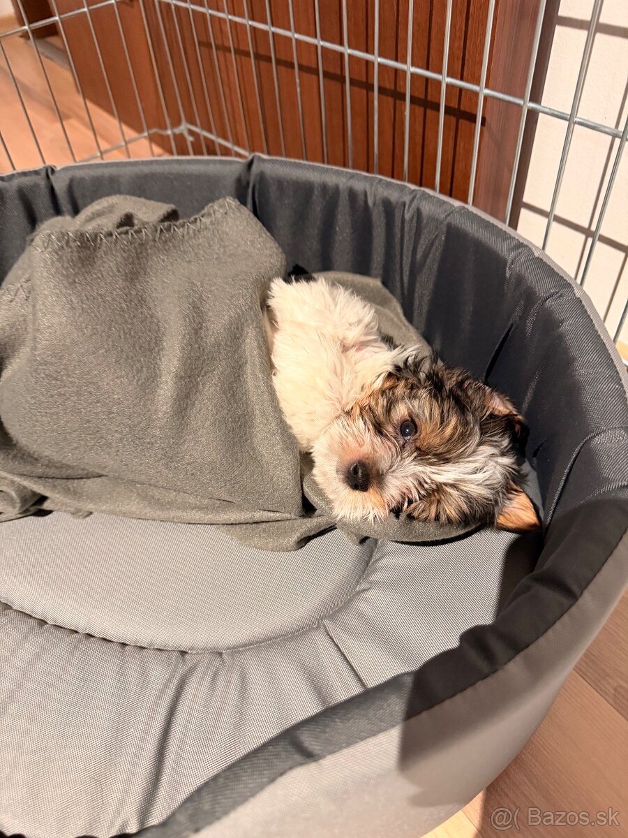 Yorkshire Biewer - 3