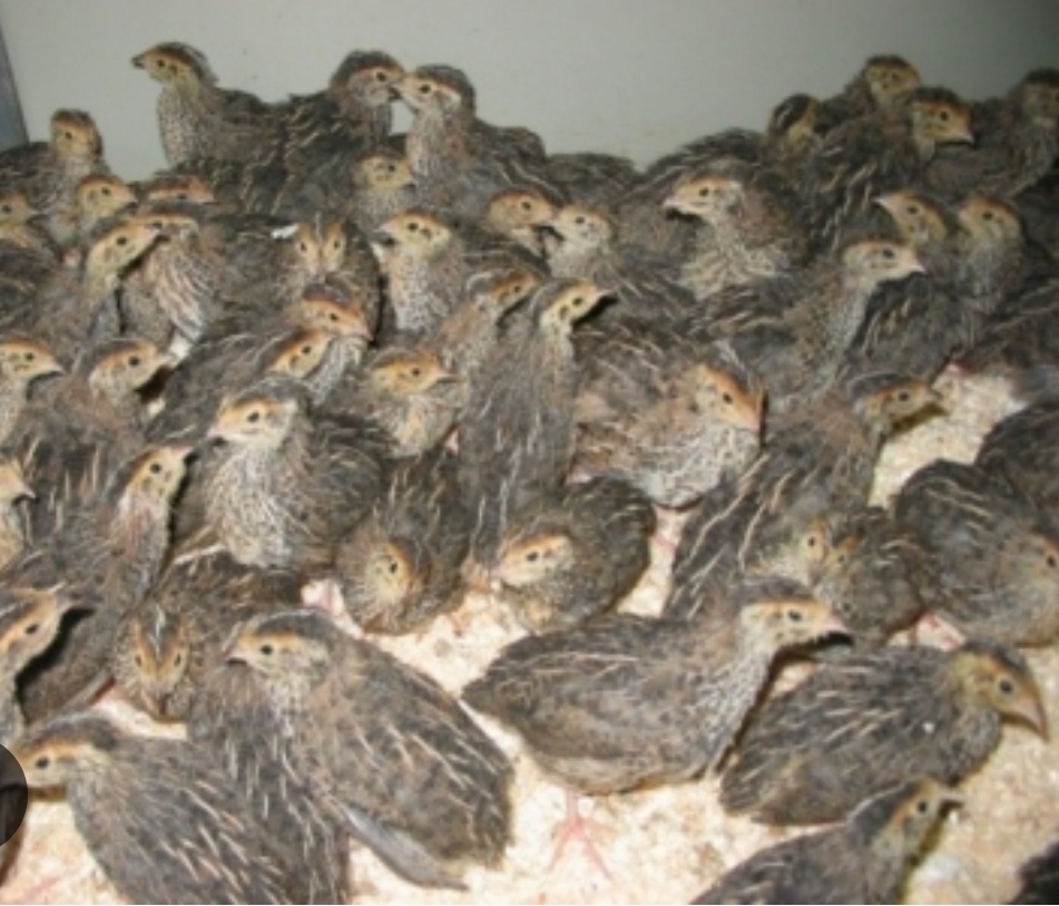 Prepelice japonské - 3