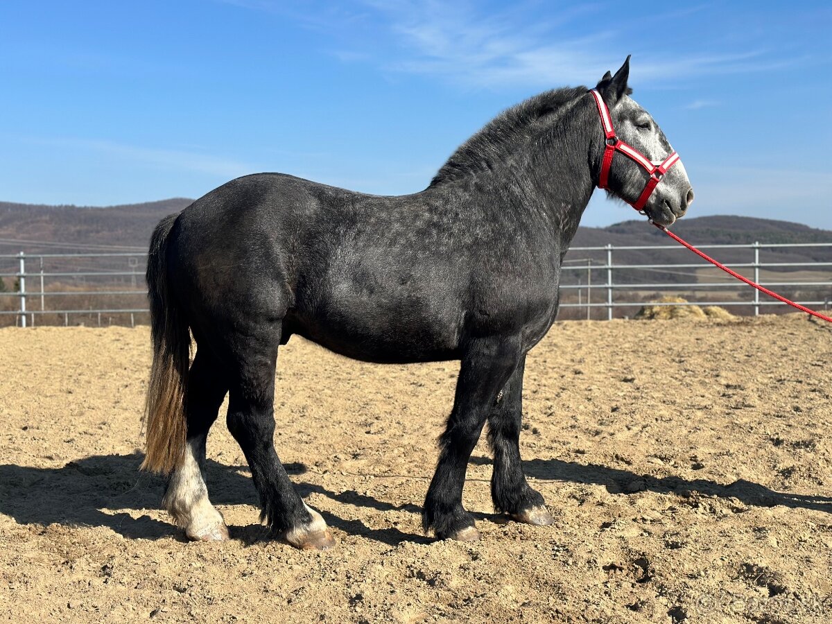 Valach na predaj - percheron - 3