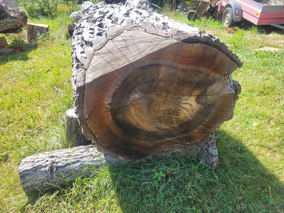 Orechové drevo kmeň. - 3
