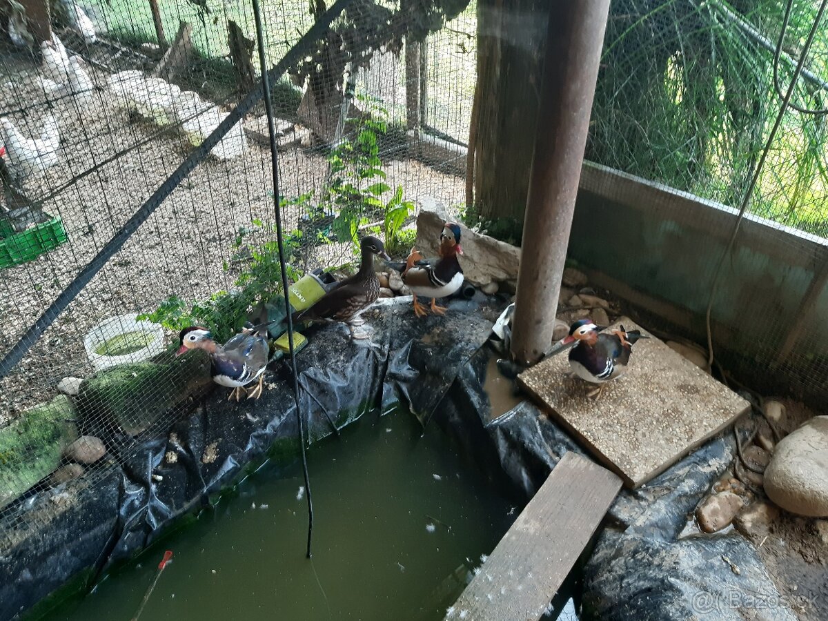 mandarínske kačičky - 3