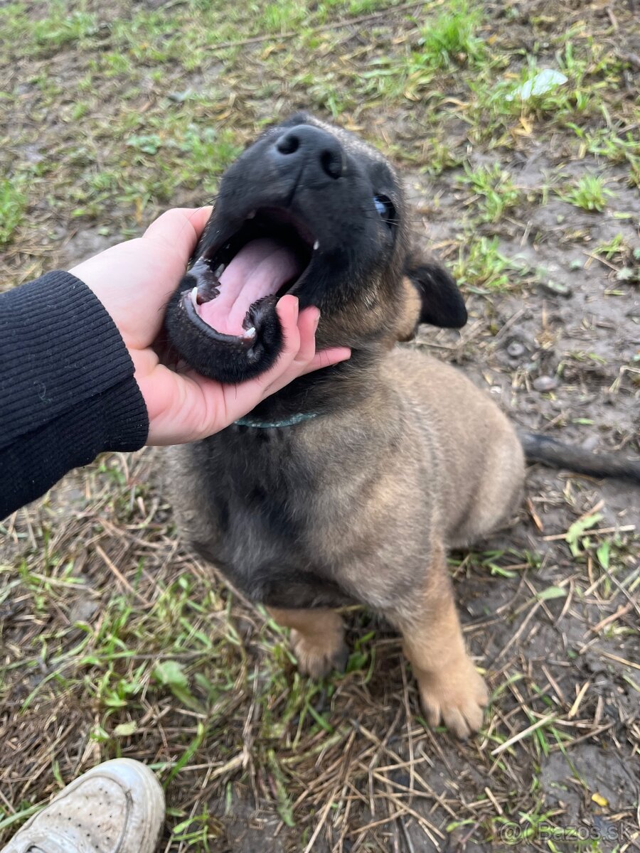 Belgicky ovciak X nemecky ovciak - 3