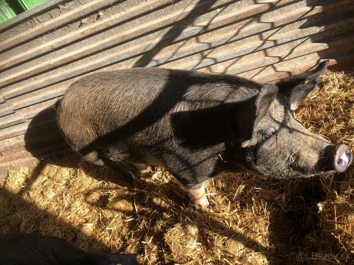 Jatočné ošípané - 3