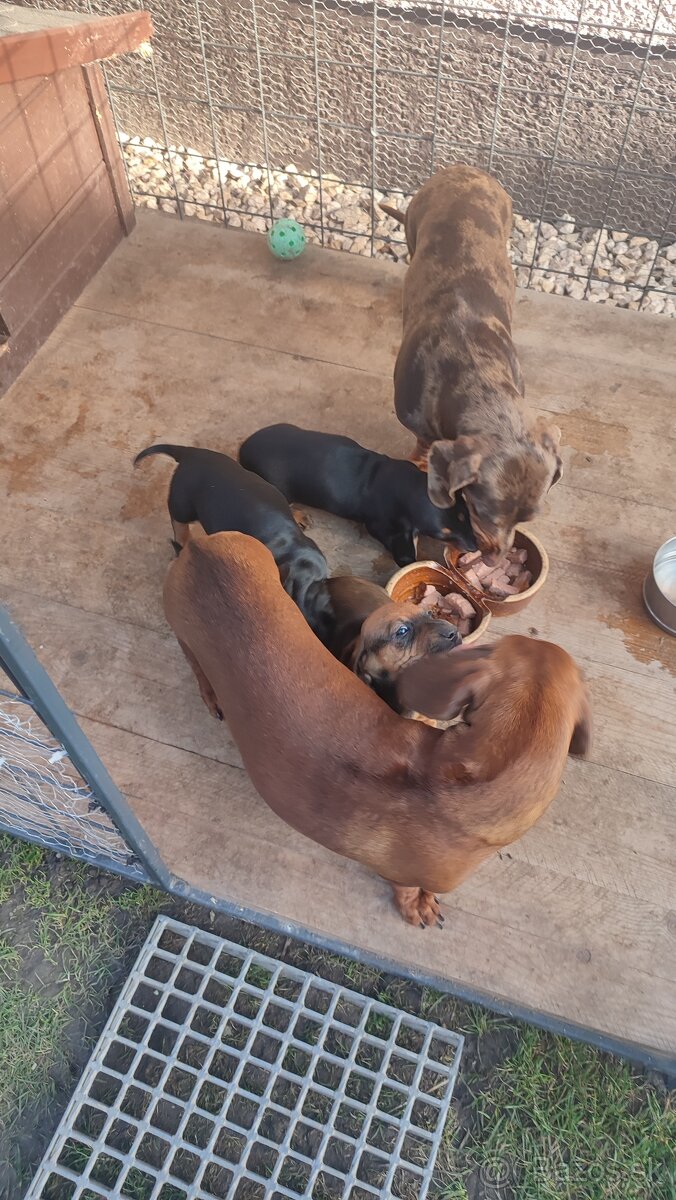 Jazvecík standart - 3