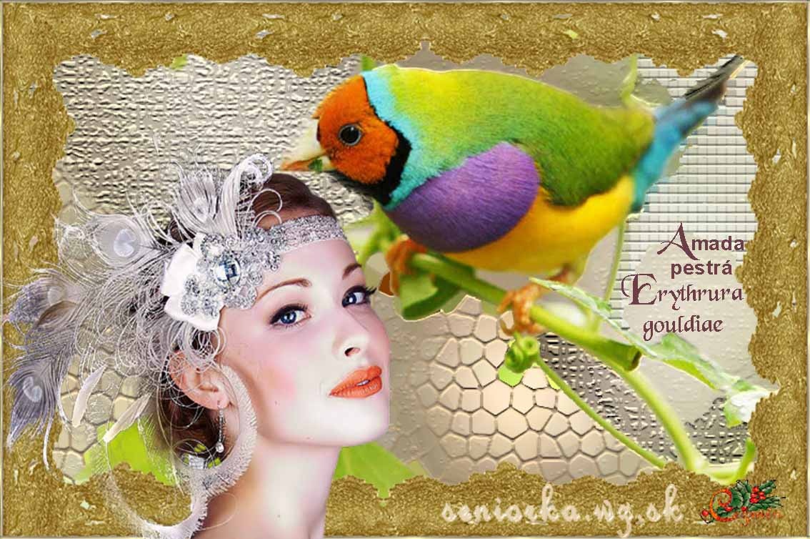 Amadina guldová červenohlavá - 3