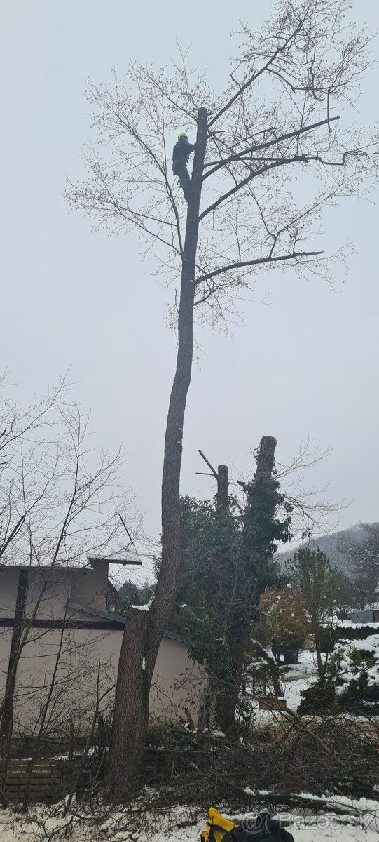 Výrub stromov - Orez - 3