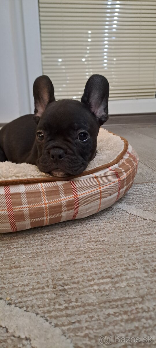 Francuzsky buldoček - 3