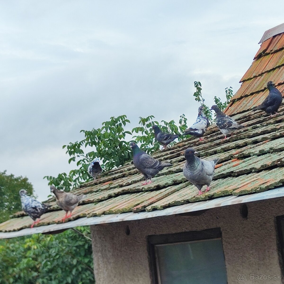 Holuby - 3