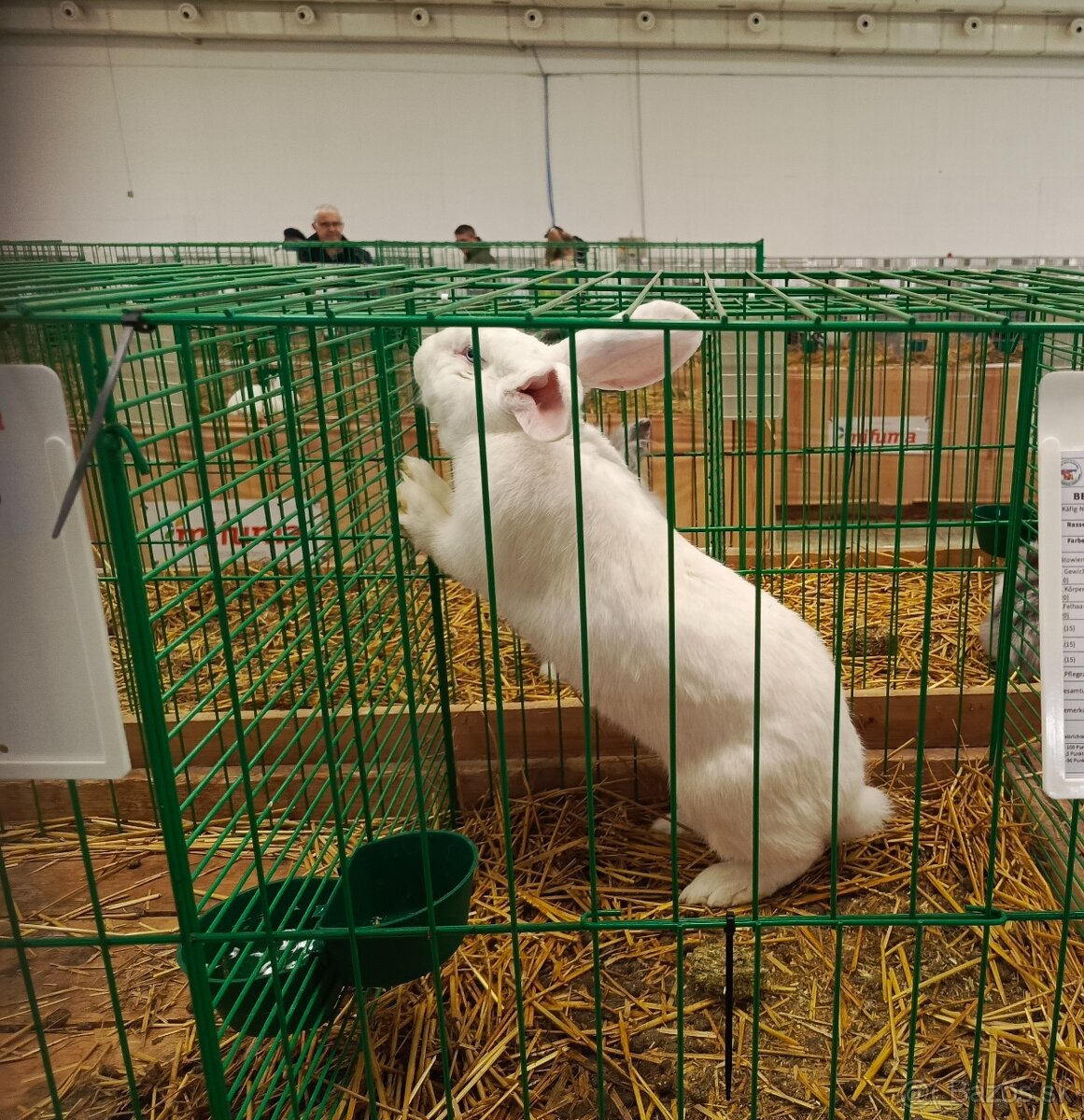 Drínovsky Biely Králik Modrooký - 3