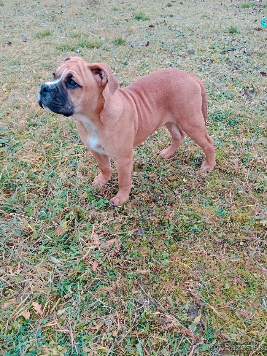 Kontinentálny buldog - 3