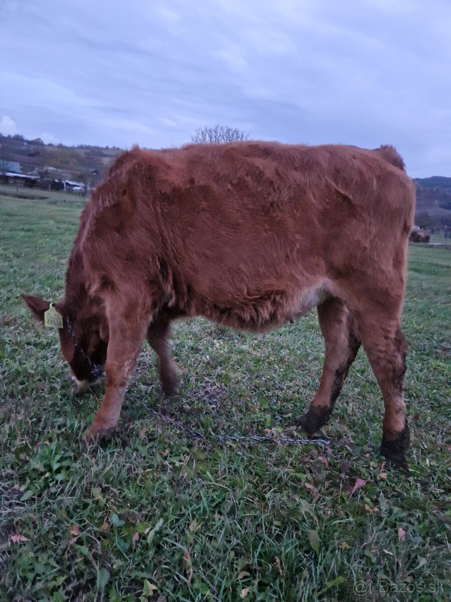 Predám jalovicku (jalovicu, teľa, býka, býčka ) za výhodnú - 3