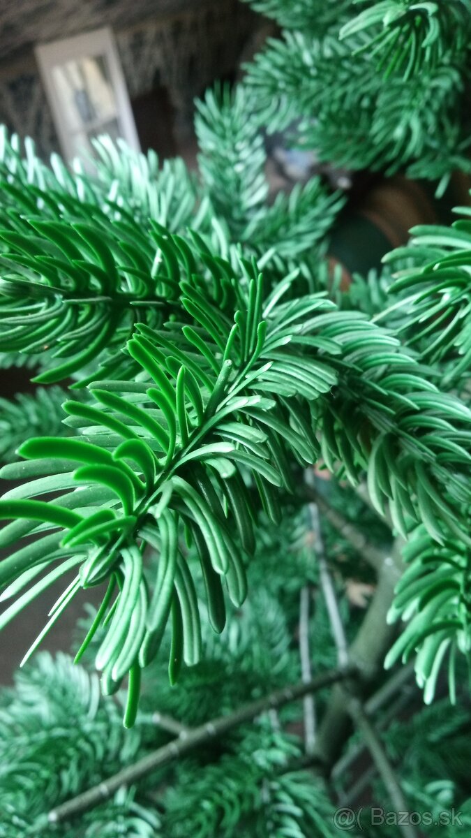 Predám vianočny stromček. - 3