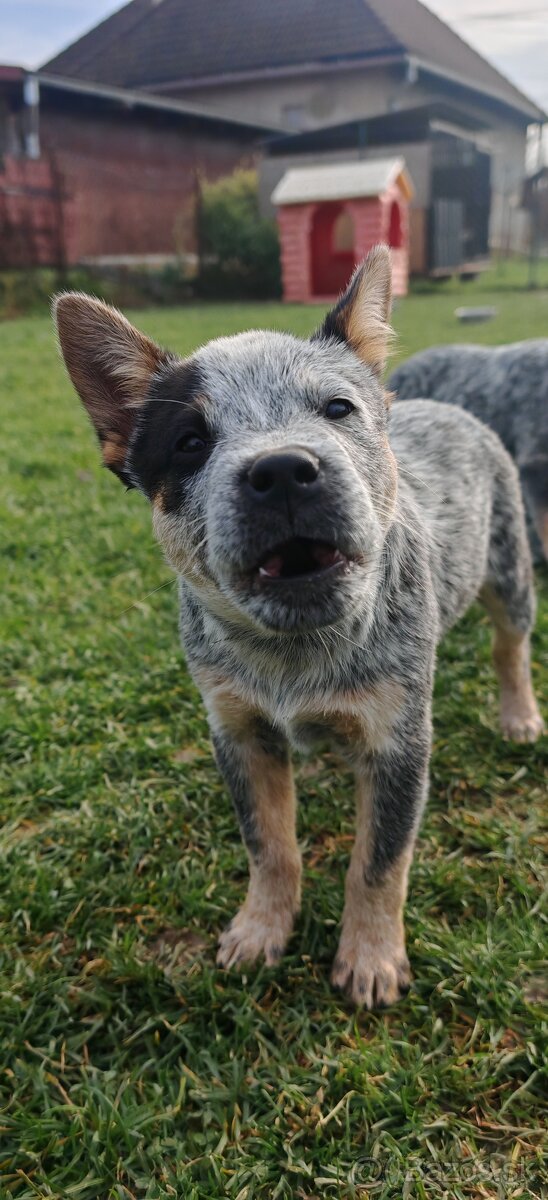 Australsky dobytkarsky pes - 3