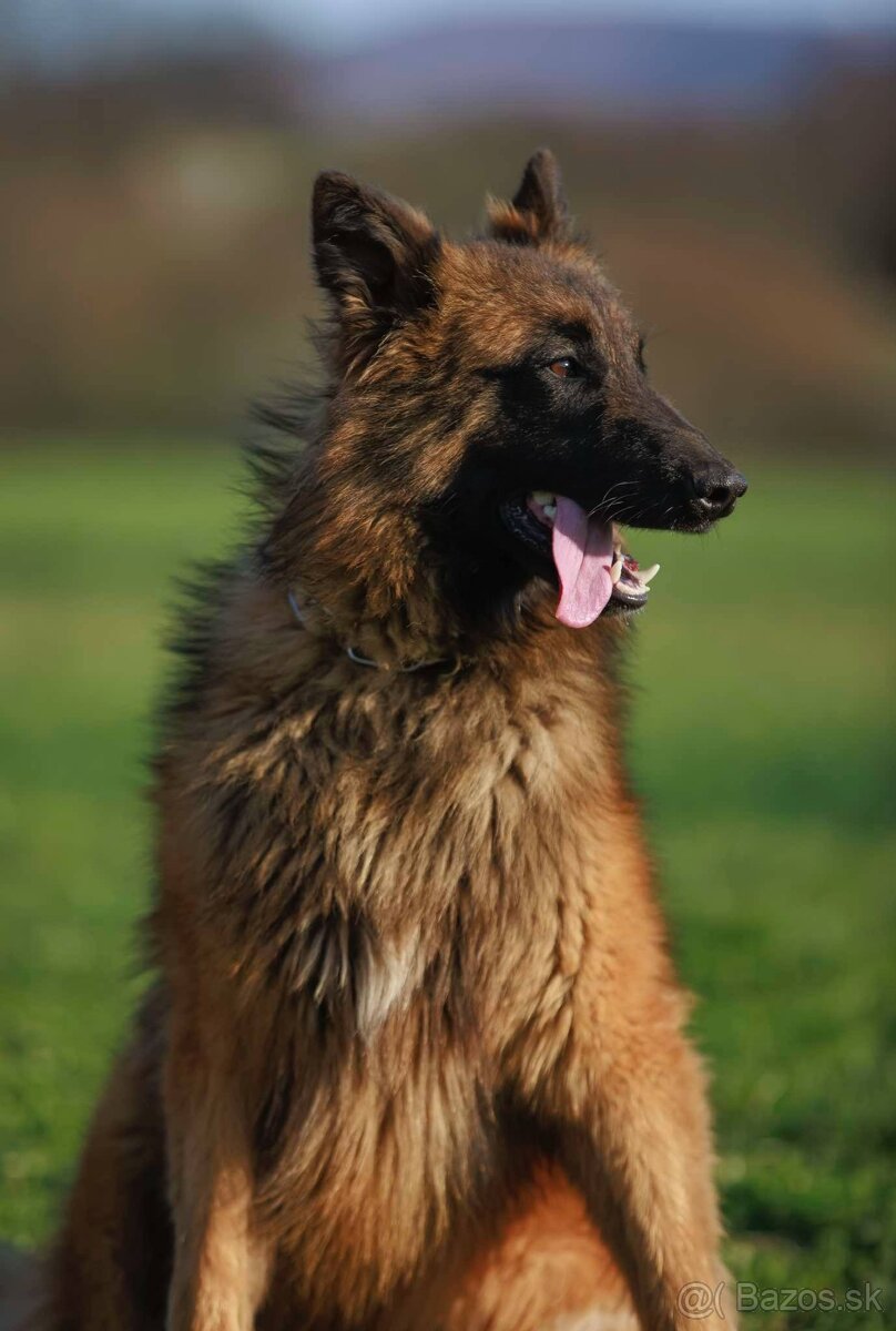 Belgicky ovčiak s PP - 3