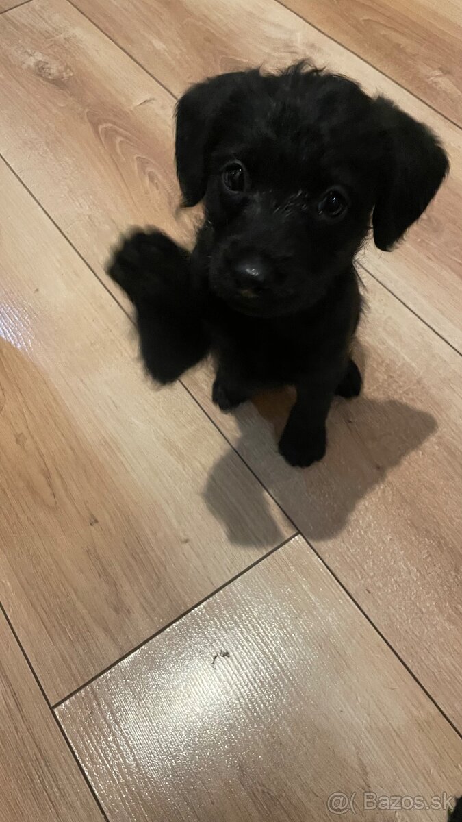 krizenec pudlika - 3