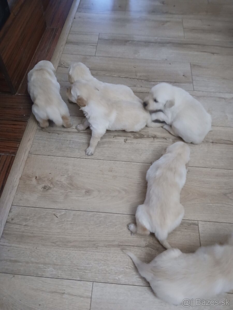 Predám šteniatka Zlatý retriver - 3