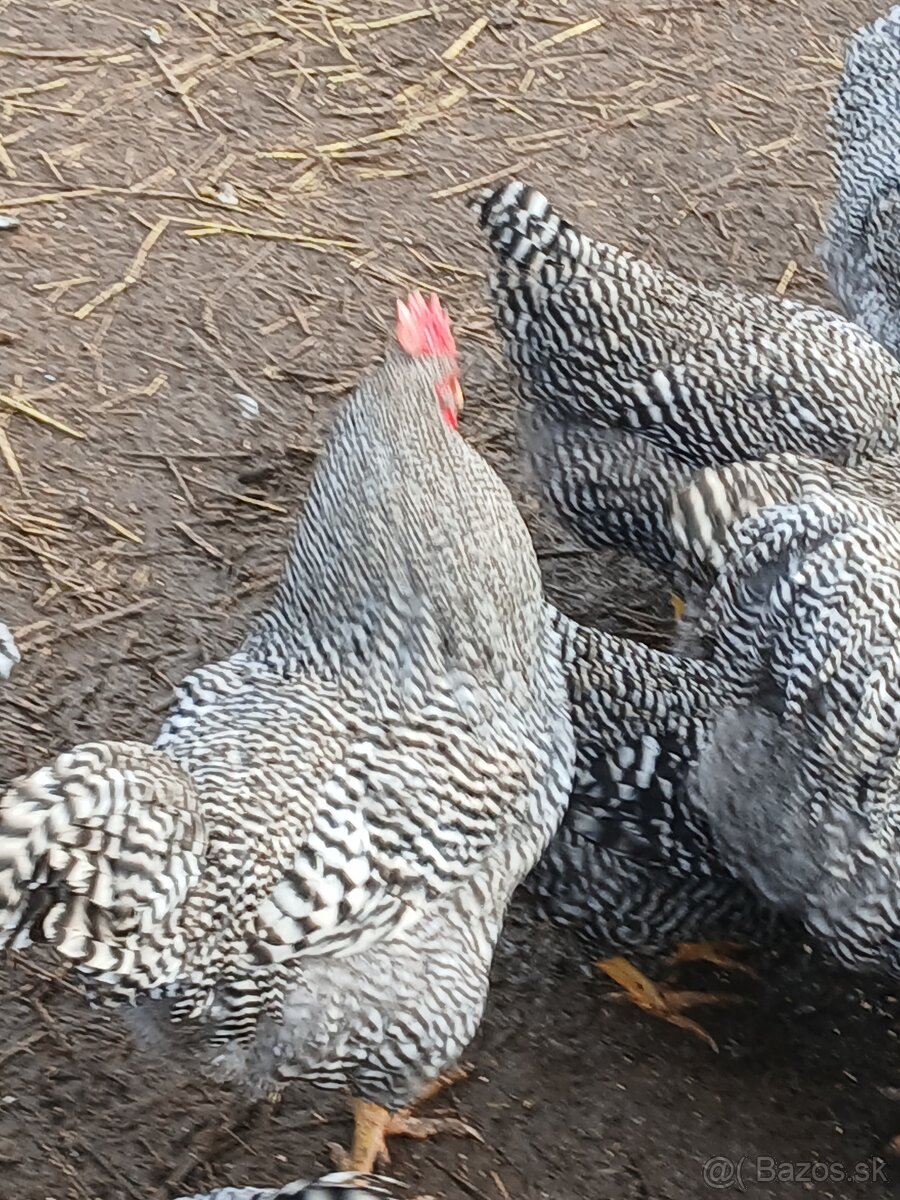 Predám nasado ve vajcia Amrox - 3