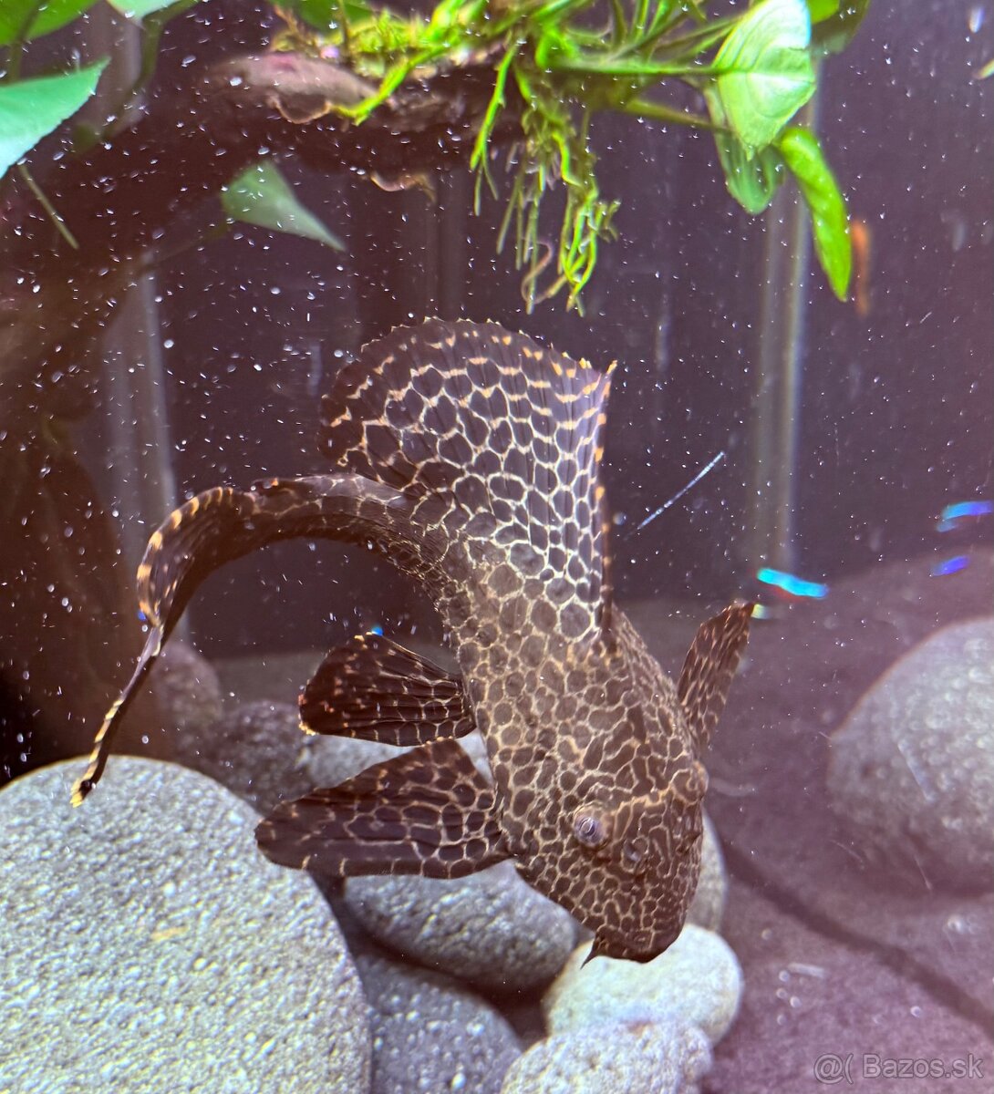 Prísavník veľkoplutvý - Glyptoperichthys gibbiceps - 3