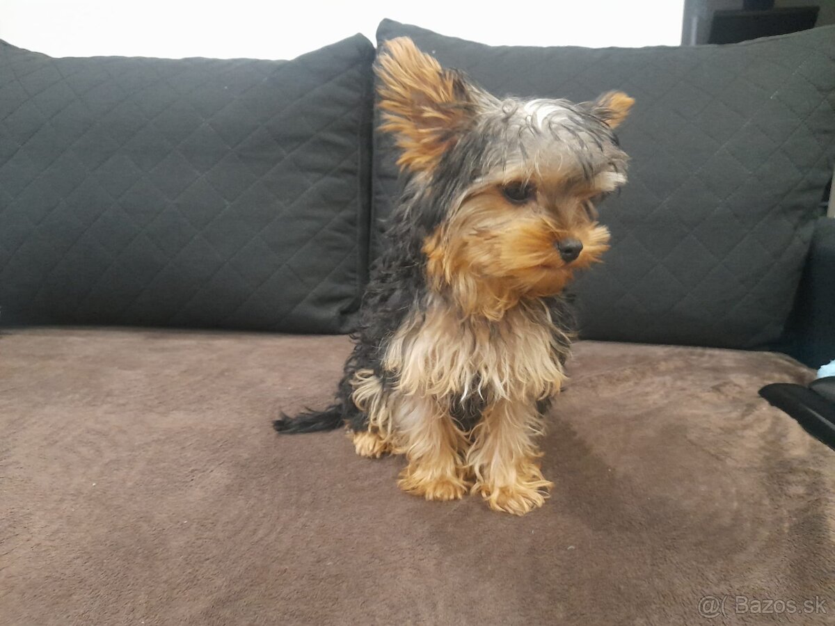 Yorkshire teriér mini - 3