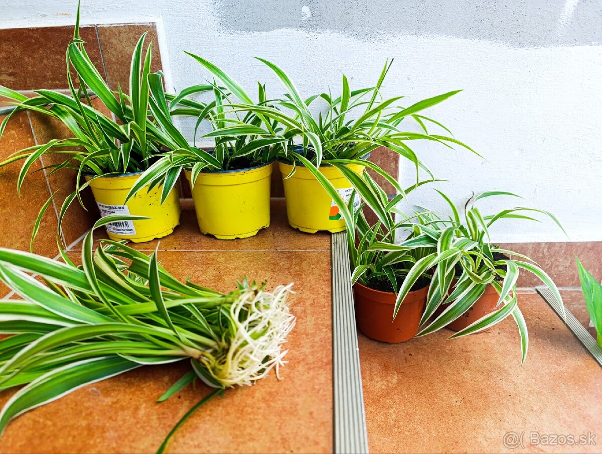 Ponúkam Zelenec, monstera minima, difenbachia - 3