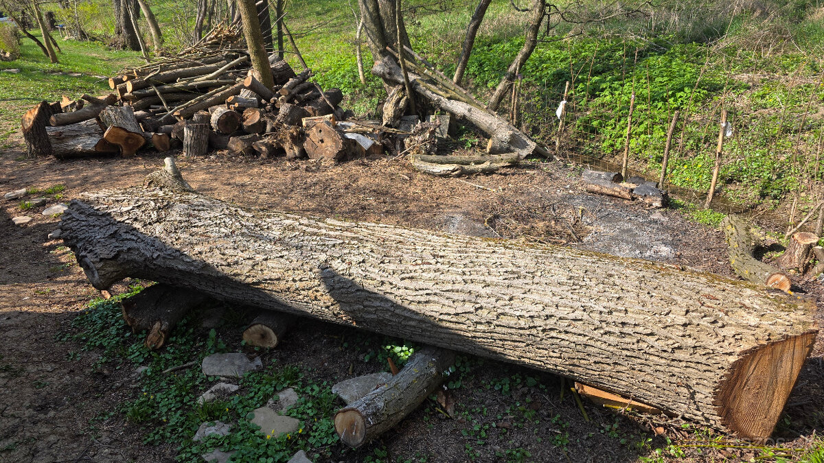 Orechový kmeň. - 3