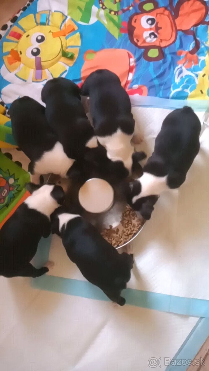 Boston,Boston Terrier,Bostonský teriér - 3