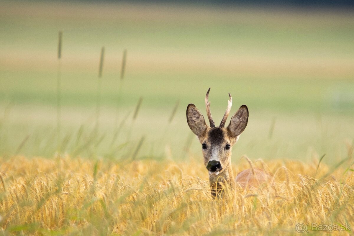 Tamron 150-600mm - 3
