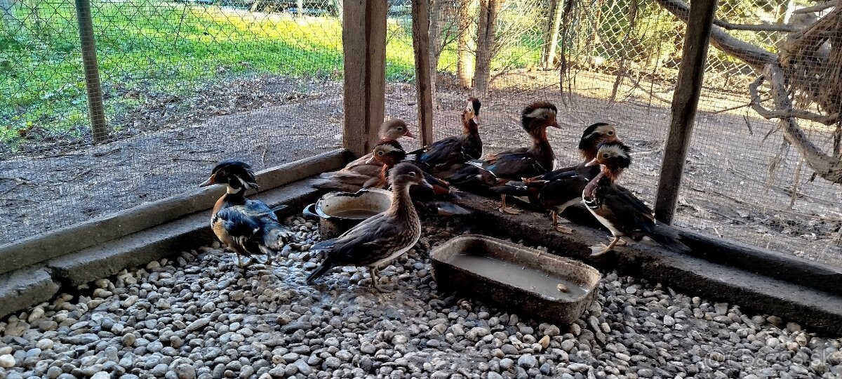 Predám Kačice Mandarinske - 3