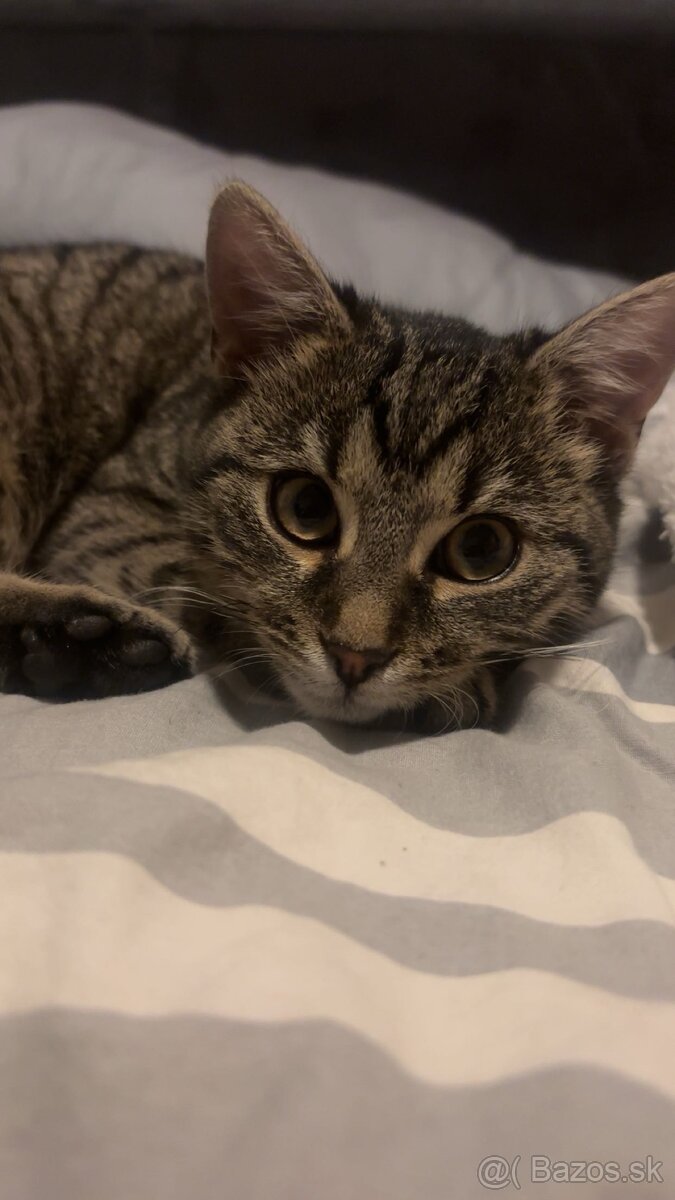 Darujem mačiatko - 3