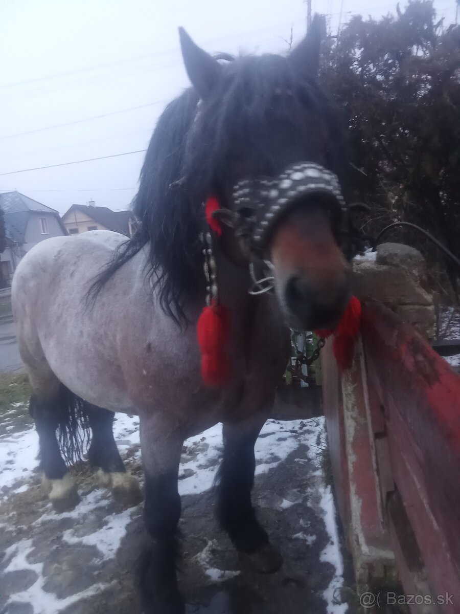 Predám-vymením ťažného žrebca - 3