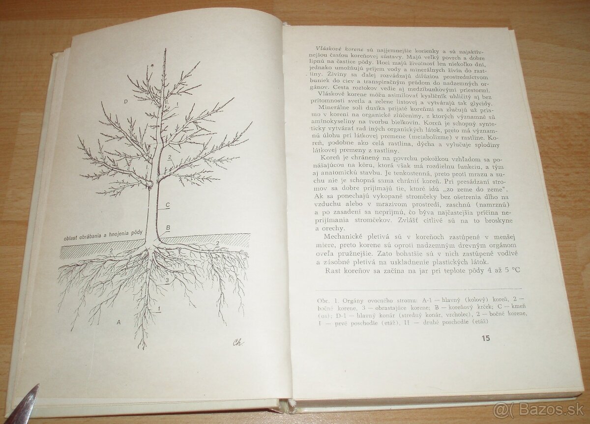 Rez a tvarovanie ovocných drevín - 3