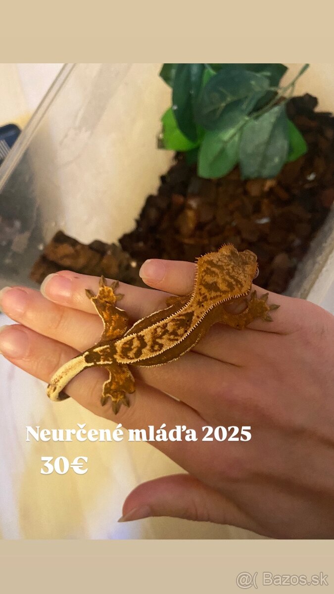 Predám ciliatov z vlastného chovu - 3