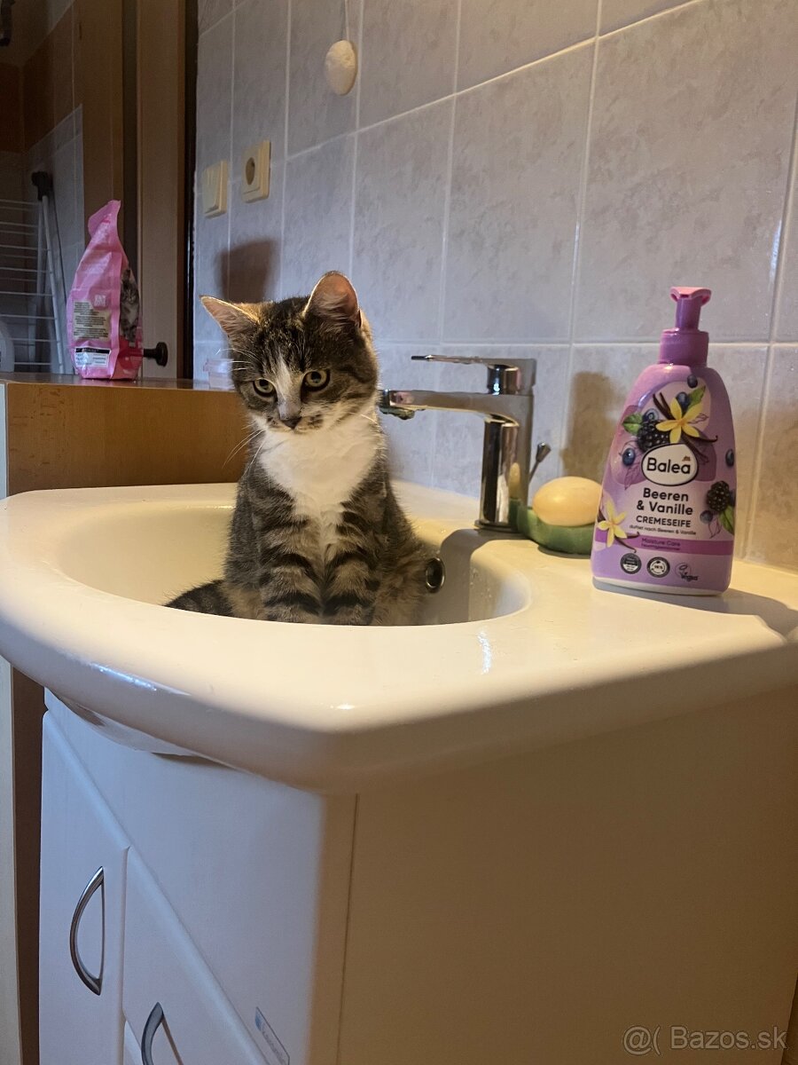 Darujeme maciatko odcervene ockovane - 3