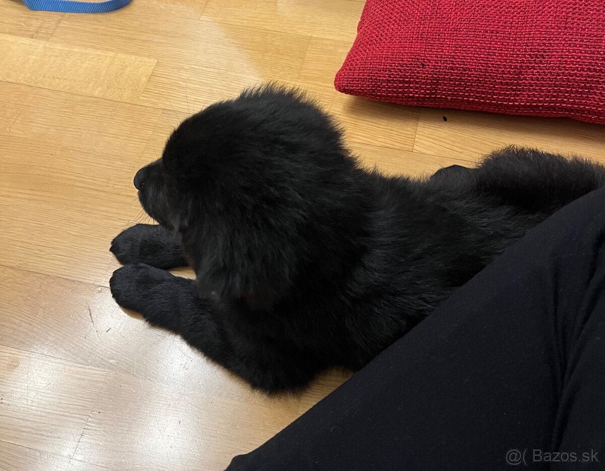 Darujem šteniatko - 3