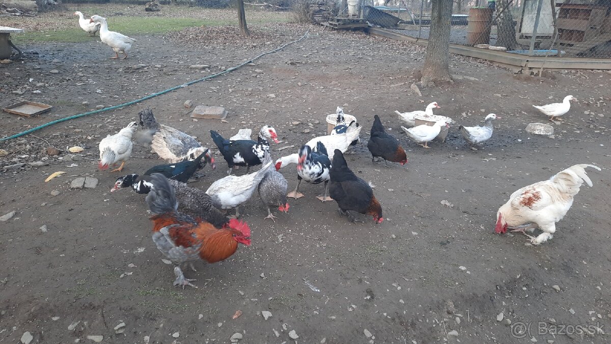 Kačky, káčer, kohúty - 3