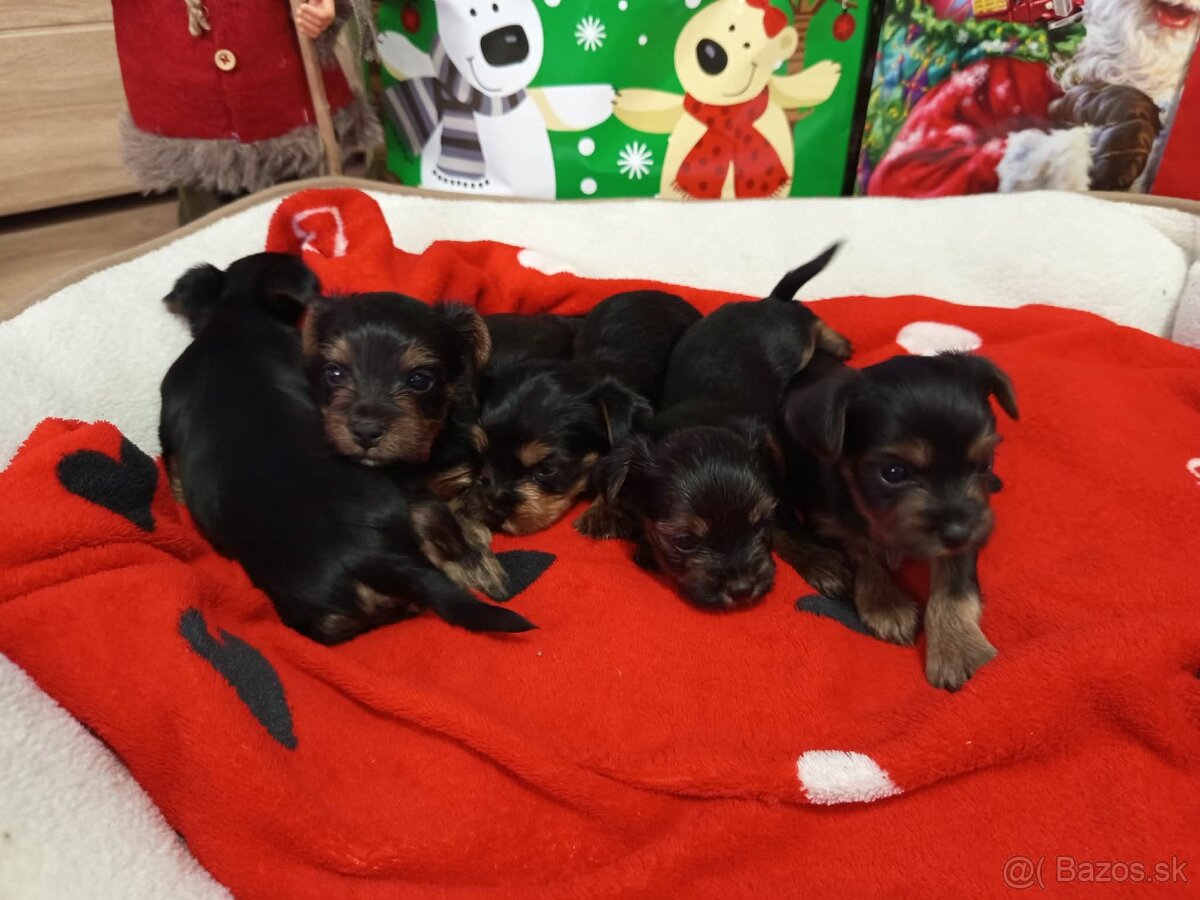 Yorkshirsky terier - 3