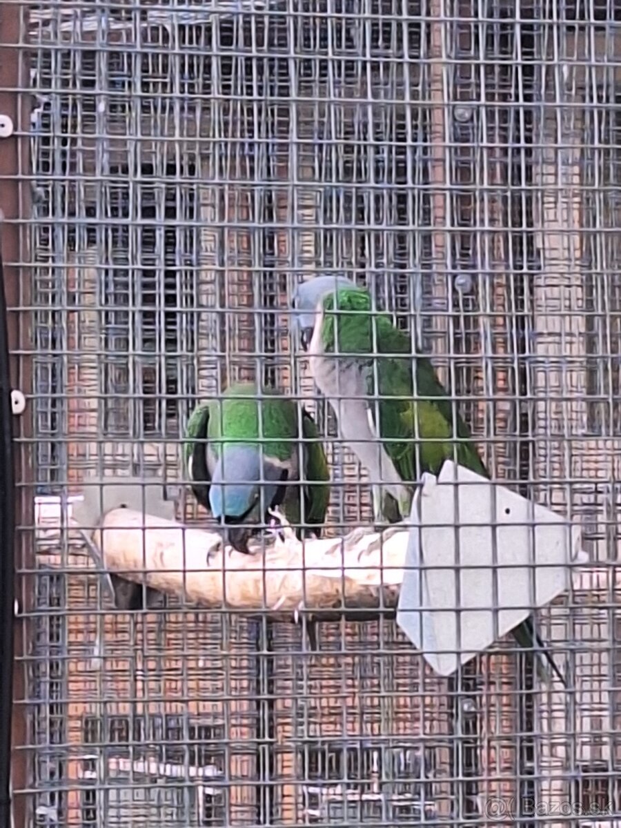 Alexander cinsky - 3