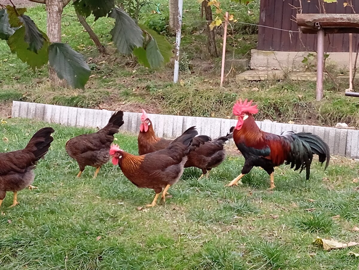 Vlaška jarabičia -leghorn brown - 3