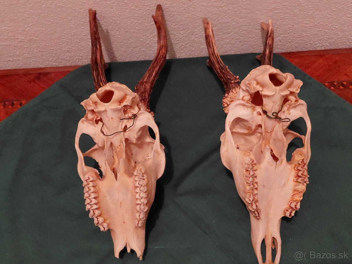 PAROZIE - 15EU KUS - 3