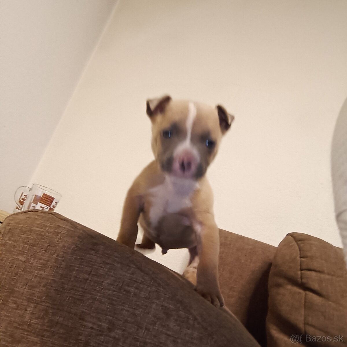 americki staford - 3