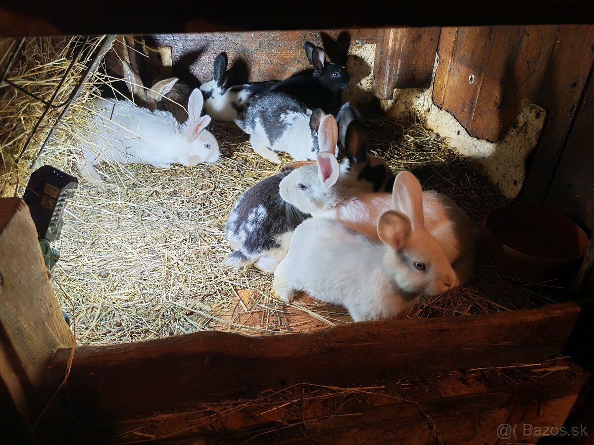Predám králiky - 3