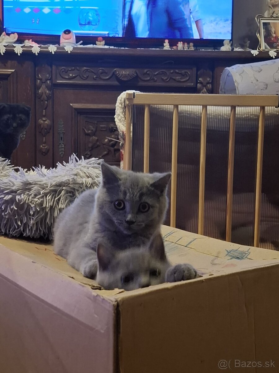 Britská krátkosrstá škótska fold - 3