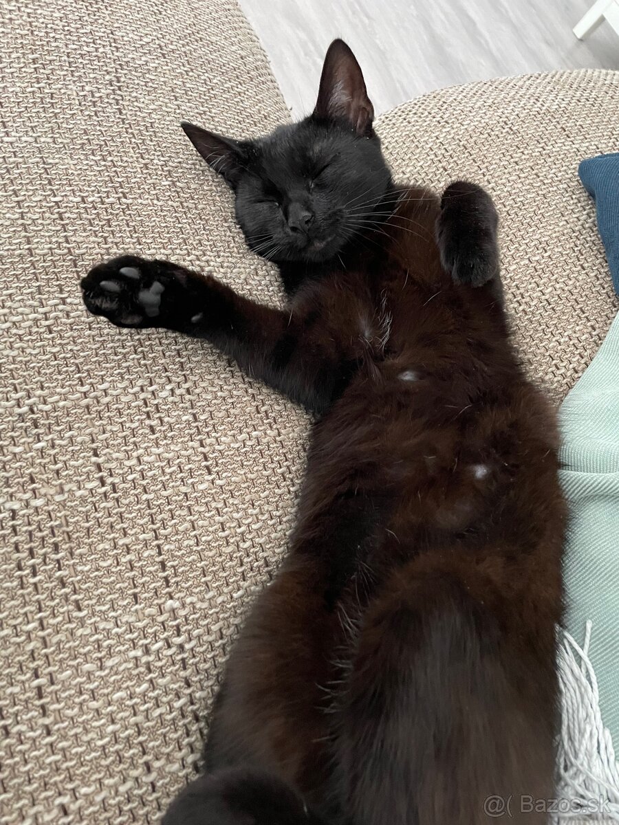 Darujem mačičku - 3