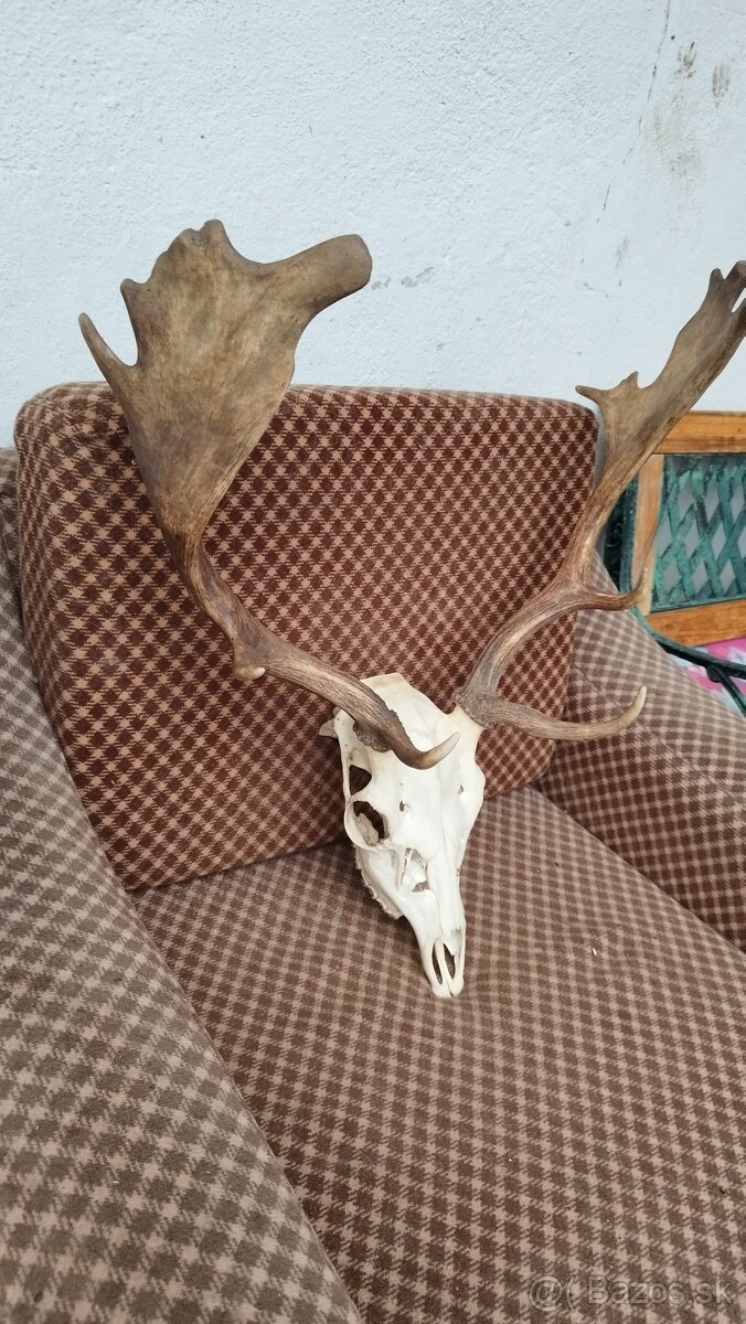 Predám trofej Daniela parožie zhody trofeje. - 3