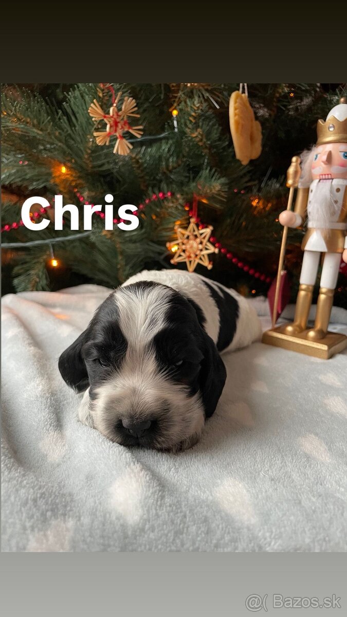 Anglický kokeršpaniel – šteniatka s PP - 3