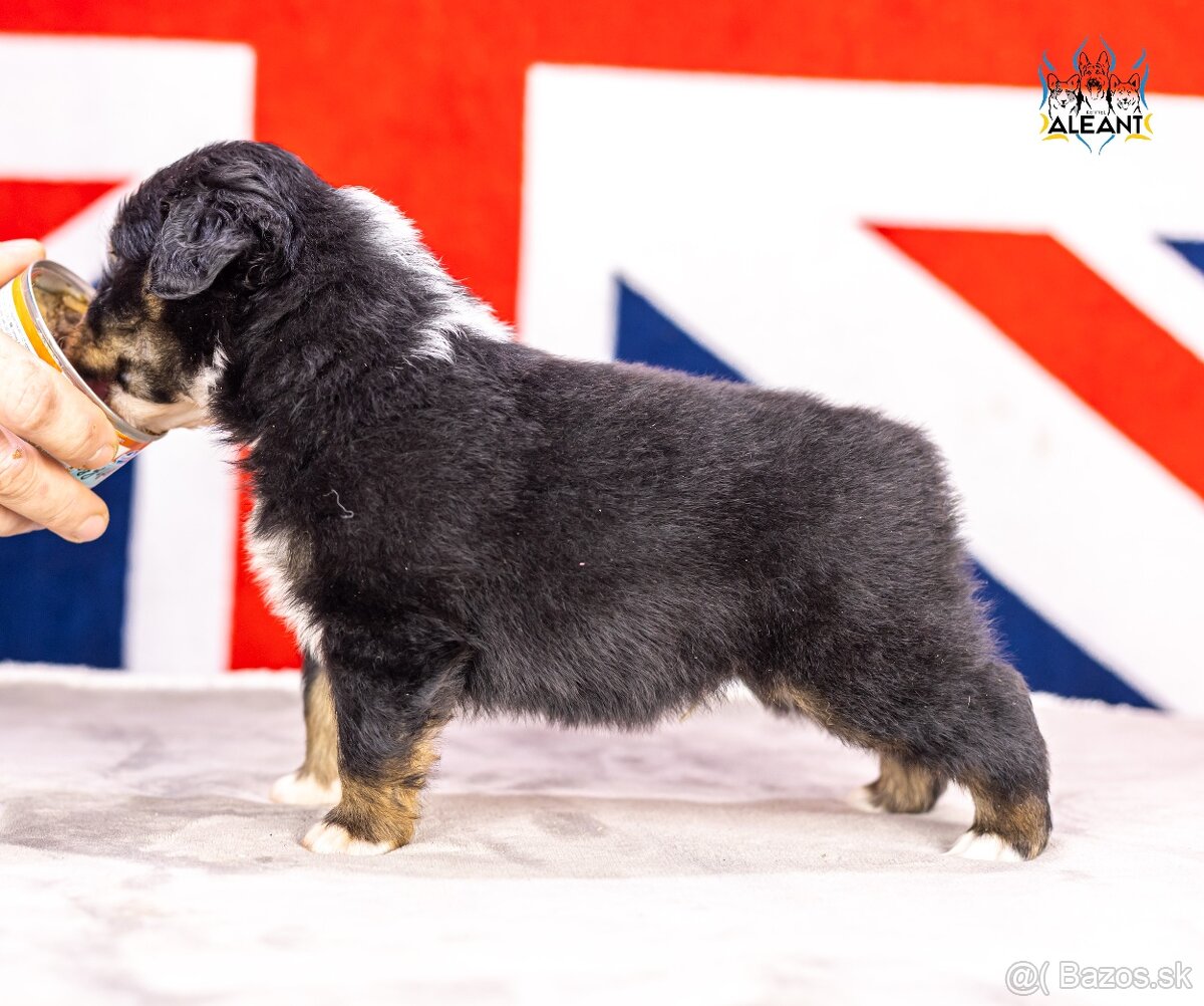 Miniaturní americký ovčák - 3