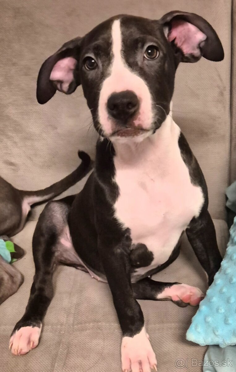 Americký Staford - 3